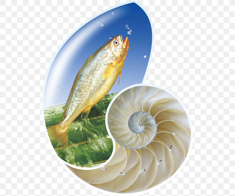 Fish As Food Fish Products, PNG, 530x684px, Fish As Food, Fish, Fish Products, Organism, Seafood Download Free