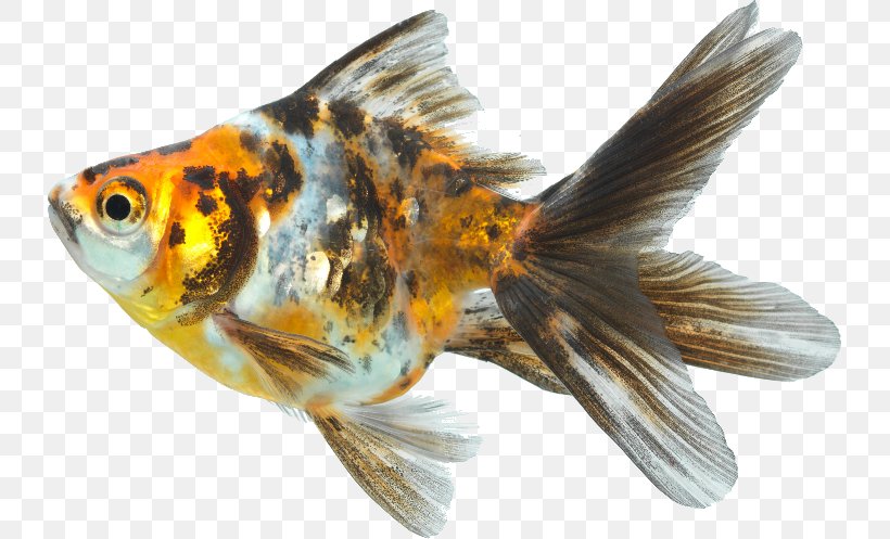 Goldfish Koi Feeder Fish Fin, PNG, 731x497px, Goldfish, Animal, Bony Fish, Chinoiserie, Common Carp Download Free
