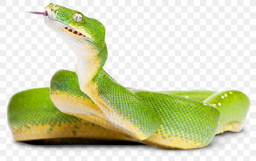 Green Tree Python Snake Crocodiles Photography, PNG, 960x605px, Green Tree Python, Boa Constrictor, Boas, Cobra, Crocodile Download Free