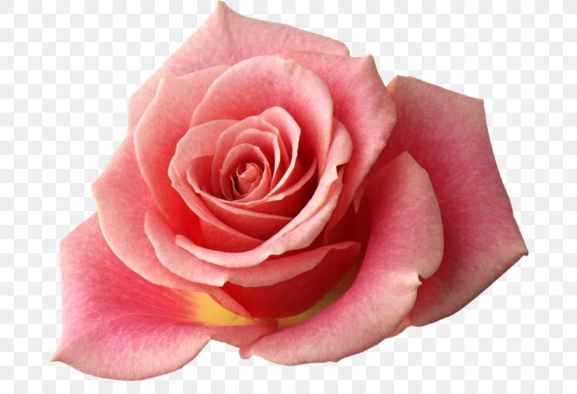 Rose Oil Desktop Wallpaper Rainbow Rose, PNG, 700x560px, Rose, China Rose, Close Up, Cut Flowers, Drawing Download Free
