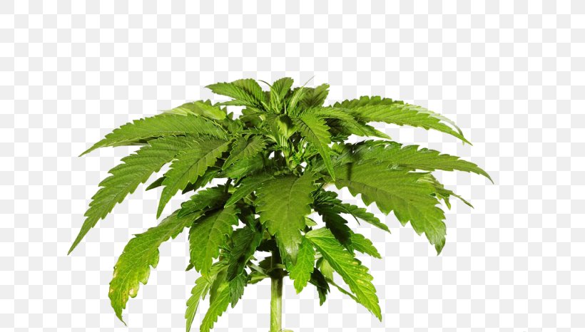 Skunk Cannabis Sativa Cannabis Cup Hemp, PNG, 700x466px, 420 Day, Skunk, Cannabidiol, Cannabis, Cannabis Cup Download Free