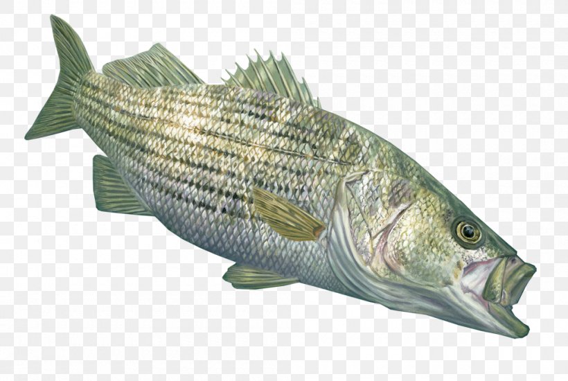 Tilapia Striped Bass Fishing Decal, PNG, 1000x671px, Tilapia, Animal Source Foods, Barramundi, Bass, Bass Fishing Download Free