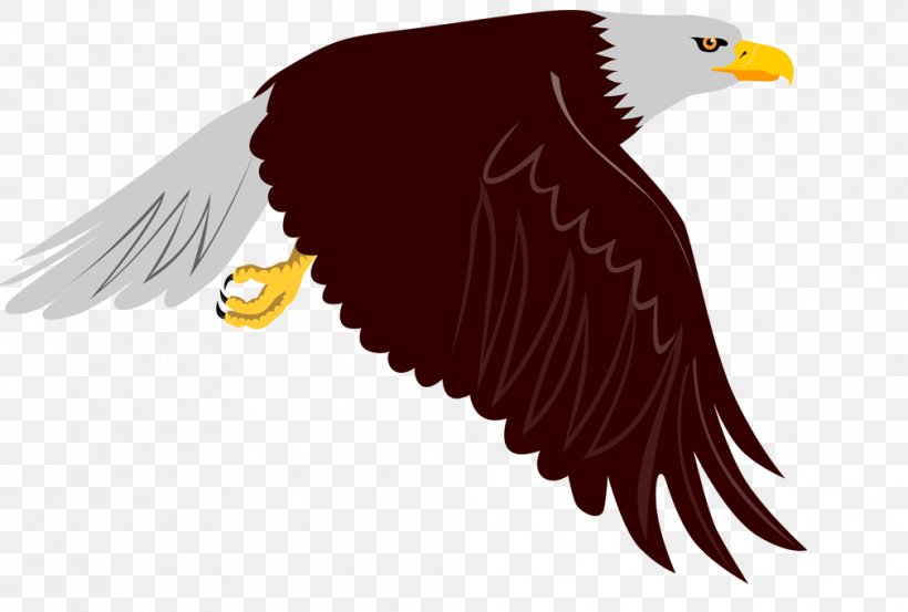 Bald Eagle Bird Clip Art, PNG, 1009x681px, Bald Eagle, Accipitriformes, Beak, Bird, Bird Of Prey Download Free