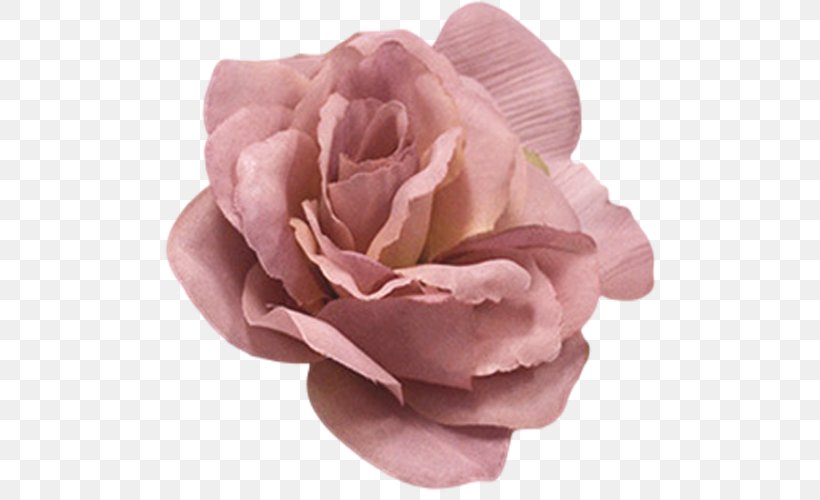Centifolia Roses Flower Pink Color, PNG, 500x500px, Centifolia Roses, Color, Cosmetics, Cream, Cut Flowers Download Free