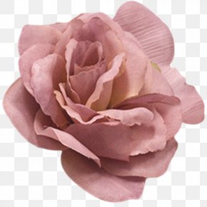 Eggplant - Centifolia Roses Flower Pink Color PNG
