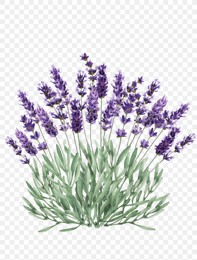Lavender Illustration Png