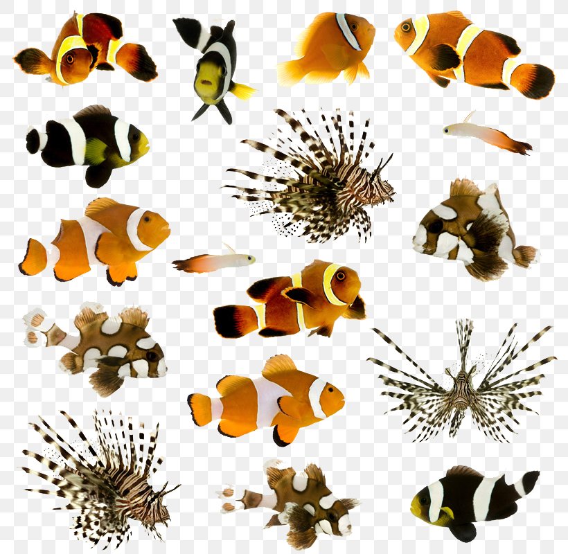Clownfish Animal Pet Tropical Fish, PNG, 800x800px, Fish, Animal, Aquatic Animal, Bee, Clownfish Download Free