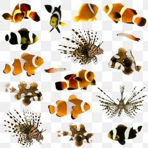 Butterfly Fish - Clownfish Animal Pet Tropical Fish PNG