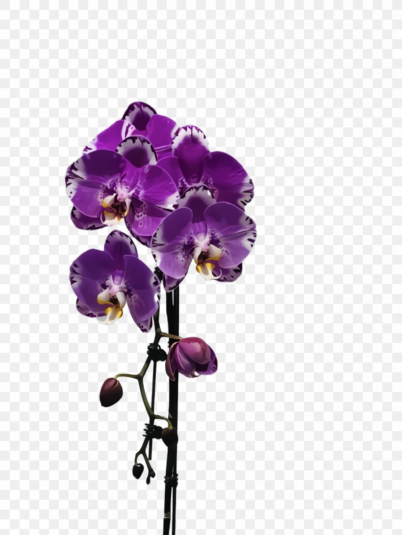 Flower Flowering Plant Violet Purple Plant, PNG, 1732x2308px, Flower, Cut Flowers, Flowering Plant, Moth Orchid, Petal Download Free