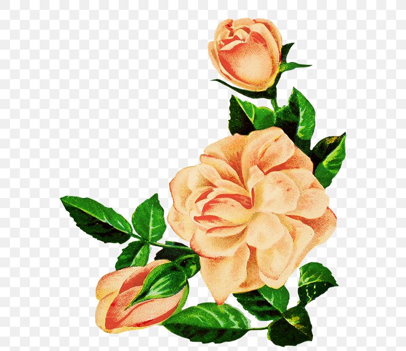 Garden Roses Centifolia Roses Drawing Floral Design Flower, PNG, 604x709px, Garden Roses, Centifolia Roses, Color, Cut Flowers, Drawing Download Free