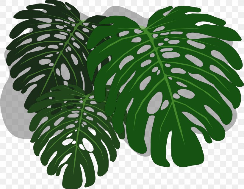 Philodendron Swiss Cheese Plant Clip Art, PNG, 2265x1755px, Philodendron, Flowering Plant, Inkscape, Leaf, Plant Download Free