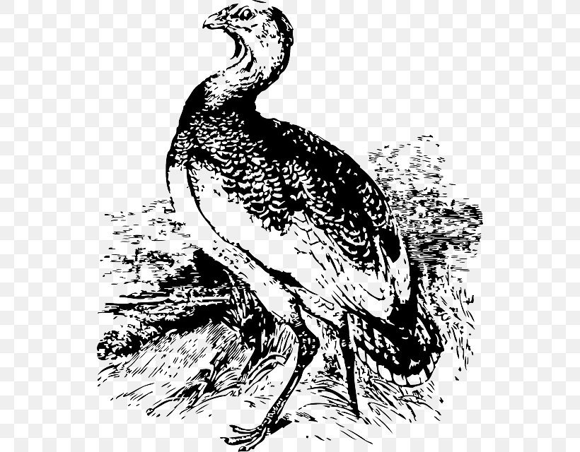 Bird Great Bustard Clip Art, PNG, 546x640px, Bird, Art, Beak, Bird Of Prey, Black And White Download Free