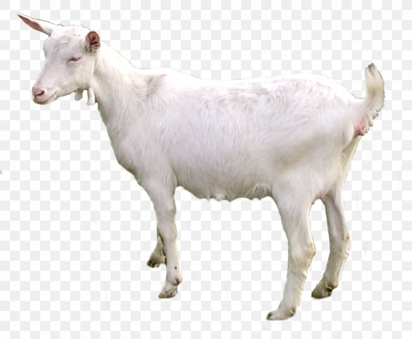 Emily The Goat Sheep Pack Goat, PNG, 1238x1022px, Milk, Berry, Butter, Cattle Like Mammal, Cheese Download Free