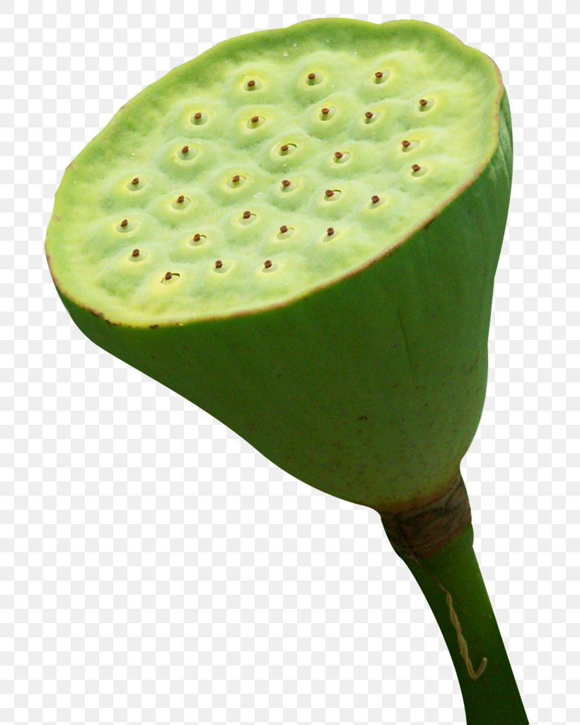 Nelumbo Nucifera Lotus Seed Shower, PNG, 721x1024px, Nelumbo Nucifera, Fruit, Kiwifruit, Lotus, Lotus Seed Download Free