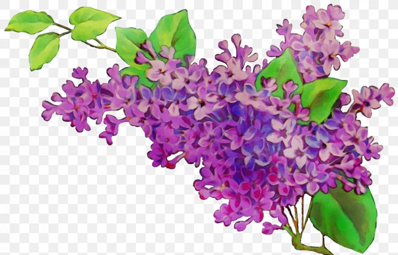 Purple Watercolor Flower, PNG, 825x529px, Watercolor, Branch, Branching, Buddleia, Cut Flowers Download Free