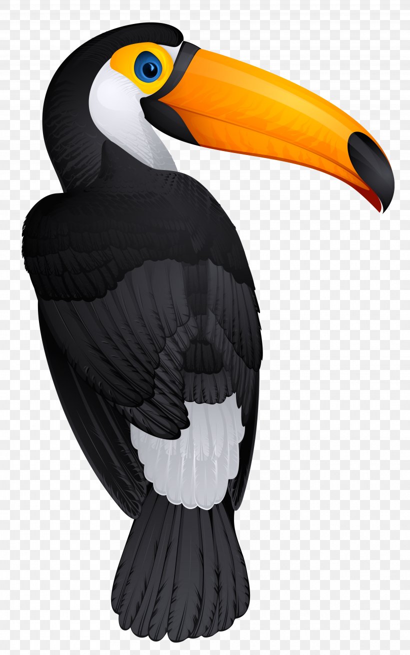 Bird Toucan Hornbill Clip Art, PNG, 3847x6148px, Bird, Beak, Bird Of Prey, Drawing, Greenbilled Toucan Download Free