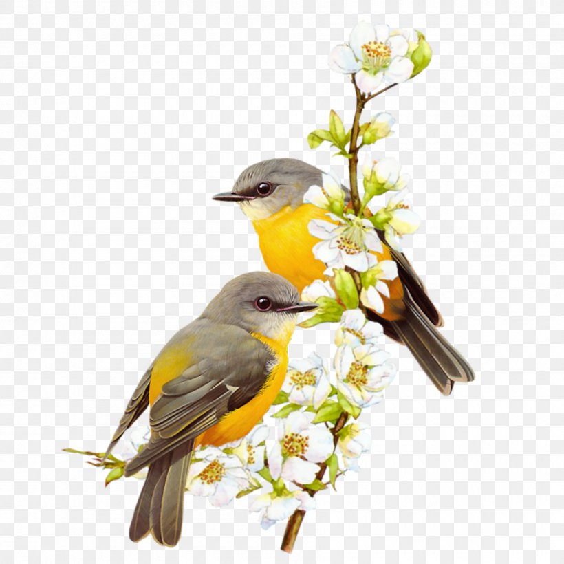 Bird Watercolor Painting, PNG, 1800x1800px, Bird, Art, Beak, Bird Supply, Branch Download Free