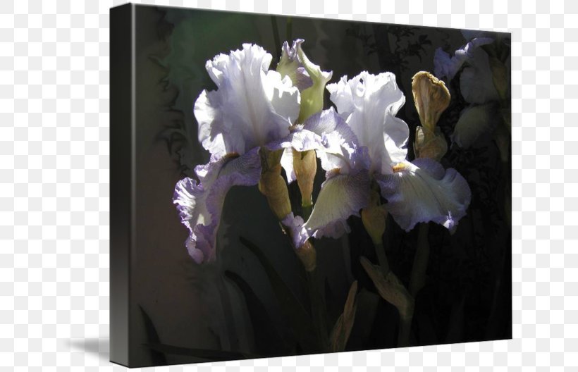 Floral Design, PNG, 650x528px, Floral Design, Cattleya, Flora, Flower, Flowering Plant Download Free