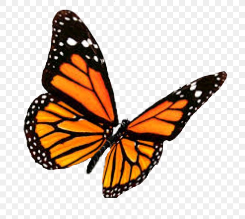 Monarch Butterfly Insect Brush-footed Butterflies Clip Art, PNG, 704x732px, Butterfly, Arthropod, Brush Footed Butterfly, Brushfooted Butterflies, Butterflies And Moths Download Free