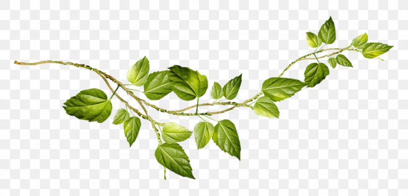 Restaurant Old Garden Clip Art, PNG, 1024x493px, Sticker, Basil, Branch, Drawing, Herb Download Free