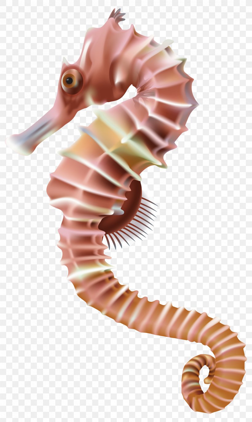Seahorse Leafy Seadragon Clip Art, PNG, 4775x8000px, Seahorse, Editing, Fish, Illustration, Nautilida Download Free