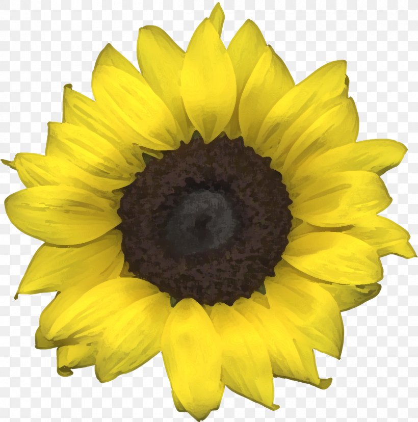 Common Sunflower Hair Coloring, PNG, 1200x1212px, Common Sunflower, Ammonia, Animal Coloration, Blond, Blume Download Free