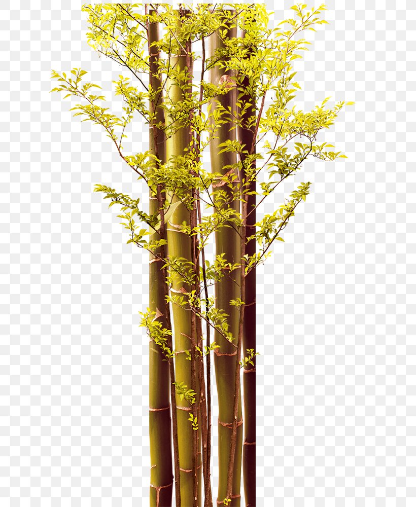 Leaf Bamboo Download, PNG, 628x1000px, Leaf, Bamboo, Branch, Google Images, Green Download Free