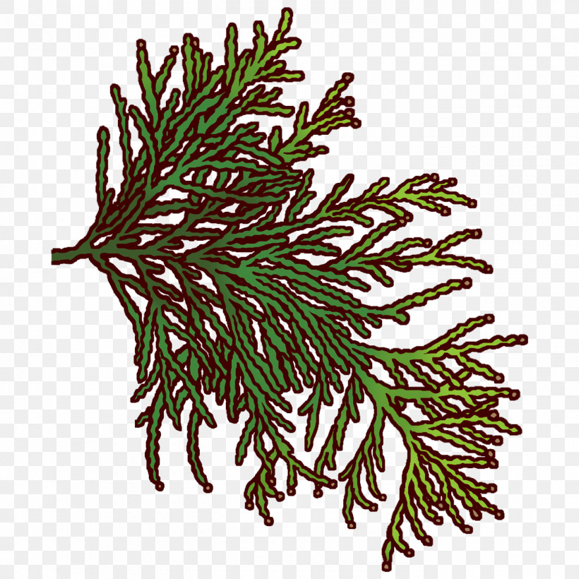 Spruce Plant Stem Twig Plants Science, PNG, 1400x1400px, Spruce, Biology, Plant Stem, Plant Structure, Plants Download Free
