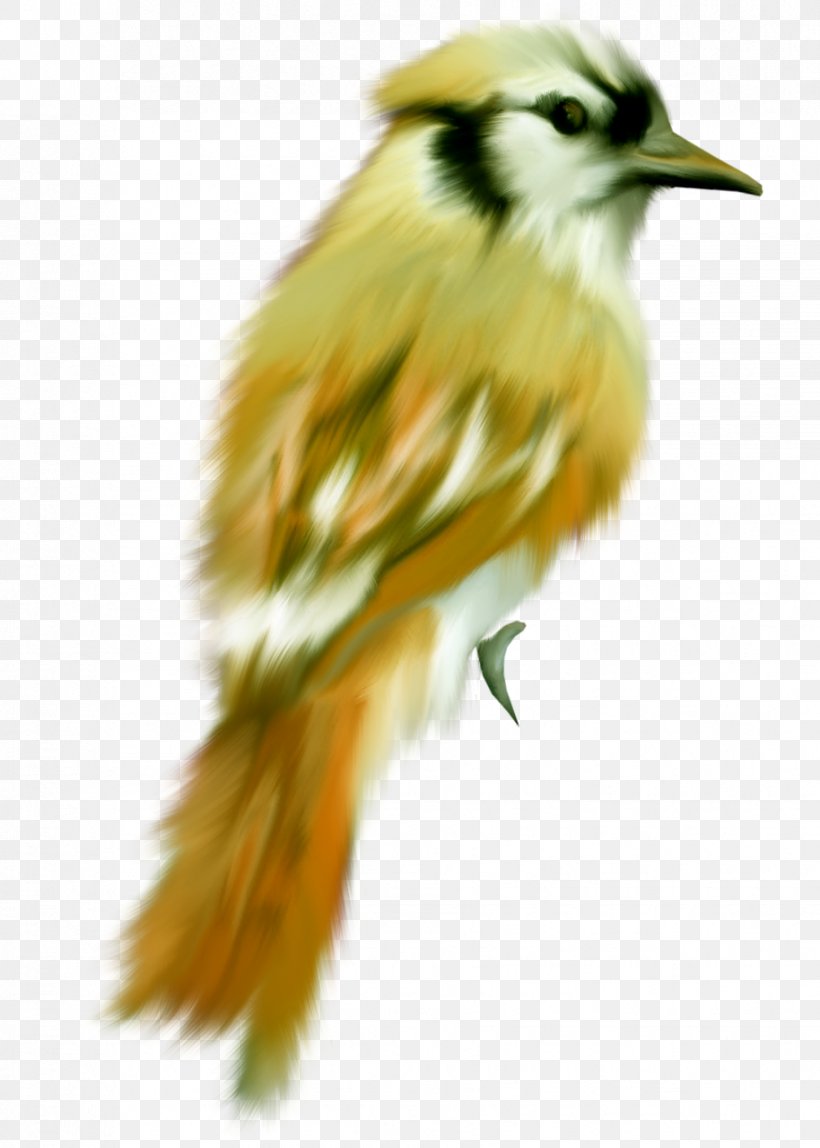 Bird Cygnini Dog Cat Parrot, PNG, 914x1280px, Watercolor, Cartoon, Flower, Frame, Heart Download Free