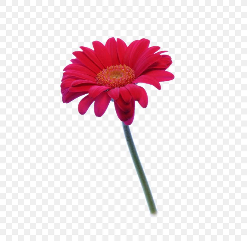 Gerbera Jamesonii Dahlia Flower, PNG, 675x800px, Gerbera Jamesonii, Annual Plant, Artificial Flower, Chrysanthemum, Cut Flowers Download Free