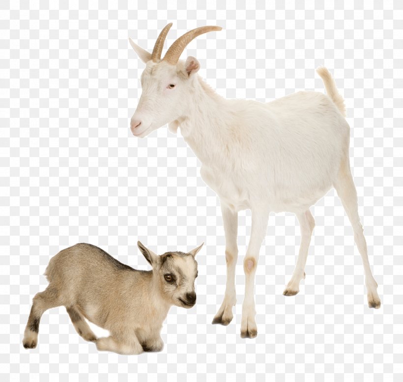 Nigerian Dwarf Goat Sheep Cattle Farm Livestock, PNG, 1415x1344px, Nigerian Dwarf Goat, Agriculture, Cattle, Cow Goat Family, Farm Download Free
