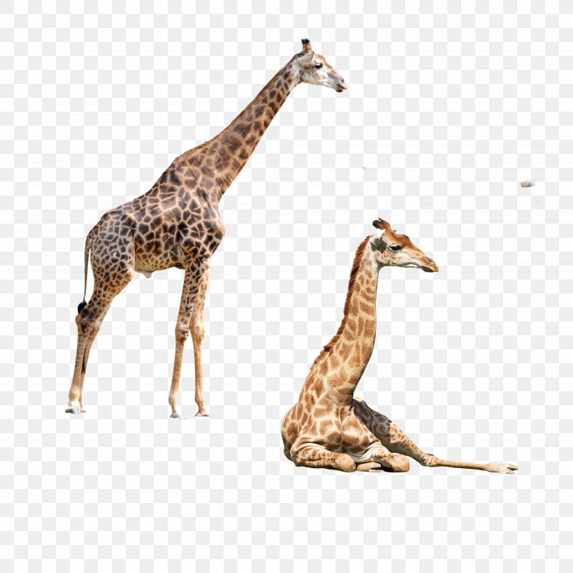 Northern Giraffe Okapi Elephant Felidae, PNG, 4134x4134px, Northern Giraffe, Animal, Cartoon, Deer, Elephant Download Free