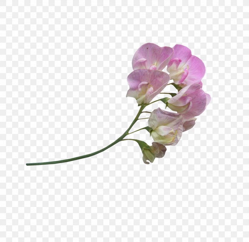 Flower Icon, PNG, 2597x2519px, Flower, Blog, Blossom, Cut Flowers, Drawing Download Free