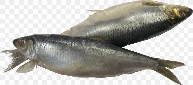 Sardine Fish, PNG, 4331x1917px, Fish, Animal Source Foods, Bony Fish, Capelin, Clupea Download Free