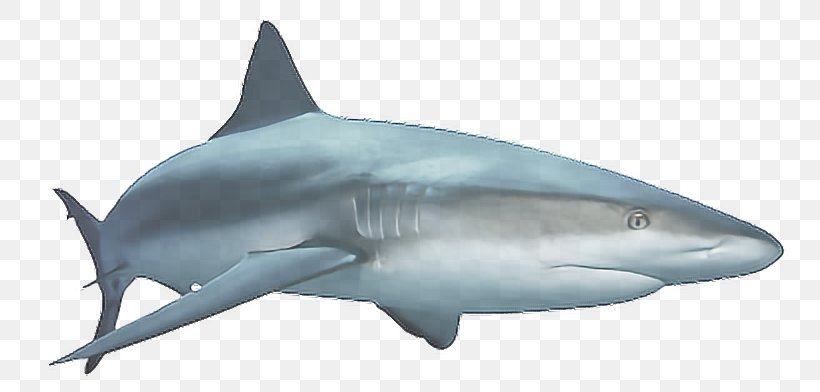 Scary Sharks Clip Art, PNG, 796x392px, Shark, Carcharhiniformes, Cartilaginous Fish, Common Bottlenose Dolphin, Fin Download Free