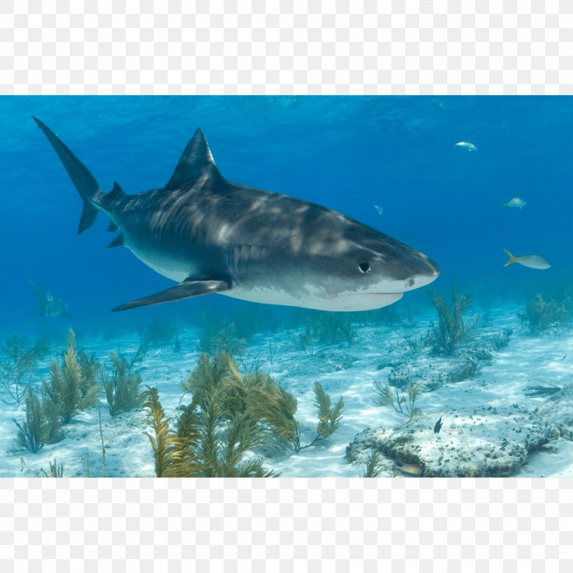 Tiger Shark Great White Shark Lamnidae Requiem Sharks, PNG, 1000x1000px, Tiger Shark, Biology, Carcharhiniformes, Cartilaginous Fish, Ecosystem Download Free