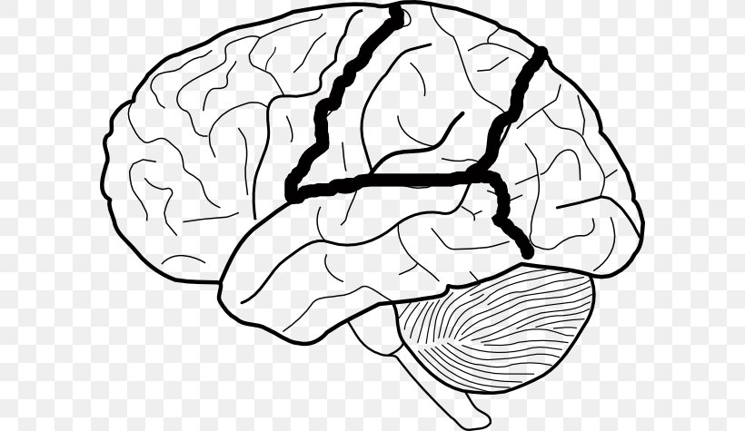 Lobes Of The Brain Diagram Human Brain Clip Art, PNG, 600x475px, Watercolor, Cartoon, Flower, Frame, Heart Download Free