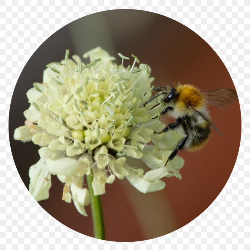 Western Honey Bee Nectar Bumblebee, PNG, 1000x1000px, Bee, Bumblebee, Colorado, Flower, Glass Download Free