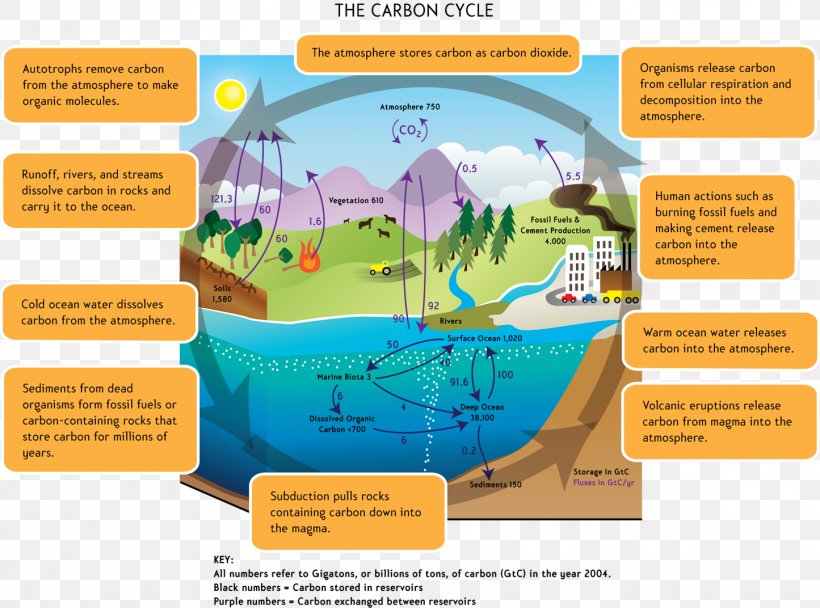 Carbon Cycle Global Warming Water Cycle Carbon Dioxide Biology, PNG, 1445x1072px, Carbon Cycle, Biology, Carbon, Carbon Dioxide, Climate Change Download Free