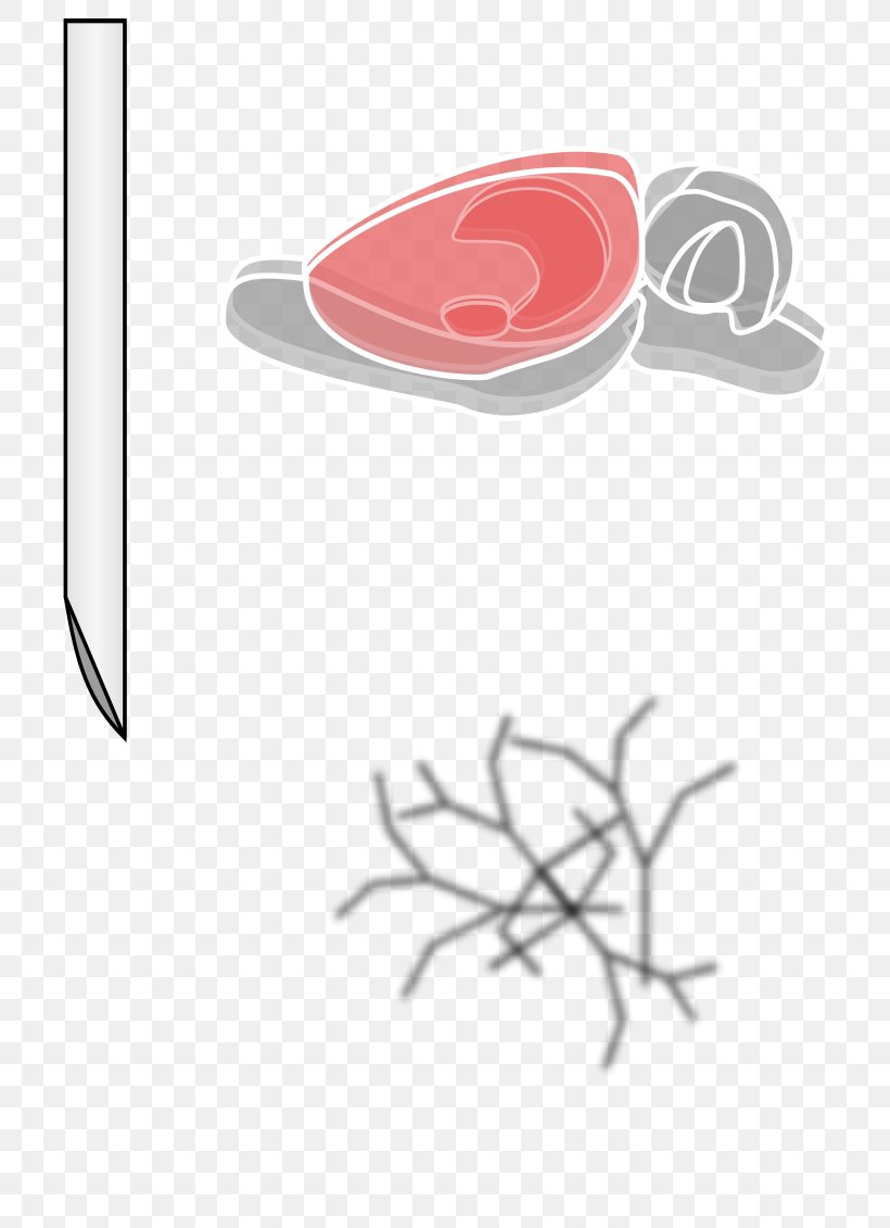 Laboratory Rat Drawing Brain Clip Art, PNG, 800x1131px, Laboratory Rat, Art, Black Rat, Brain, Drawing Download Free