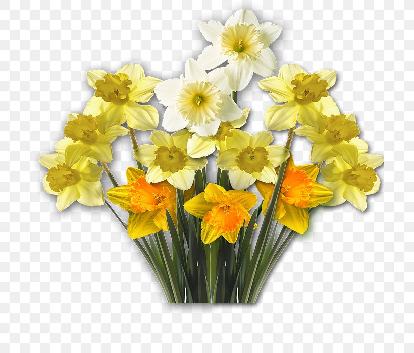 Daffodil Clip Art Flower Blume, PNG, 700x700px, Daffodil, Amaryllis Family, Blume, Cut Flowers, Daytime Download Free
