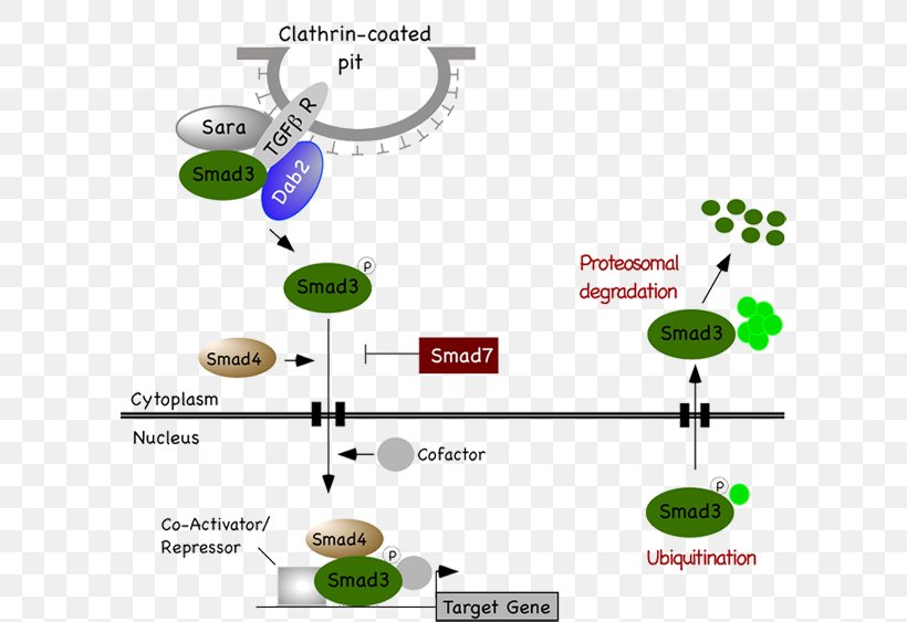 Transforming Growth Factor Beta TGF Beta Signaling Pathway Apoptosis ...