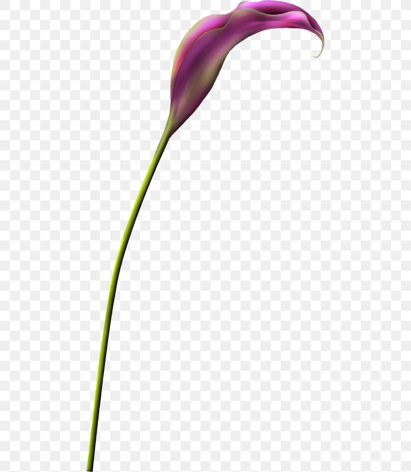 English Lavender Petal Flower Plant Stem, PNG, 476x942px, English Lavender, Close Up, Flora, Flower, Flowering Plant Download Free