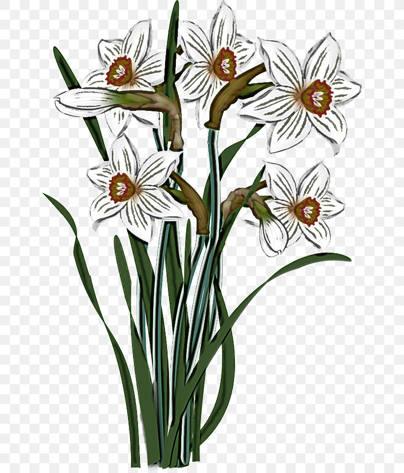Flower Plant Narcissus Pedicel Plant Stem, PNG, 650x960px, Flower, Amaryllis Family, Narcissus, Pedicel, Petal Download Free