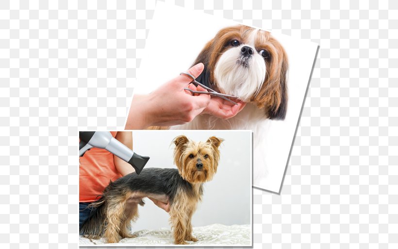 Havanese Dog Puppy Yorkshire Terrier Bichon Frise Dog Grooming, PNG, 500x512px, Havanese Dog, Bichon Frise, Carnivoran, Coat, Companion Dog Download Free