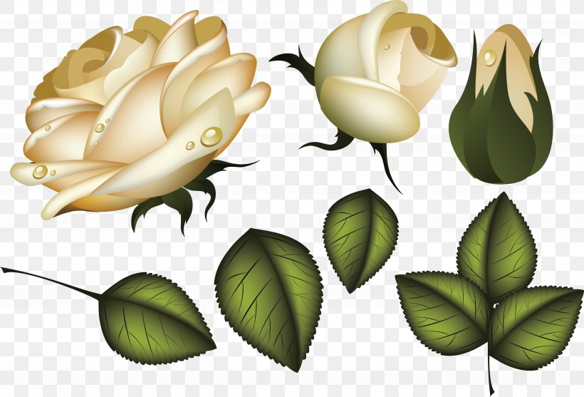 Rose Flower Leaf Clip Art, PNG, 4869x3311px, Rose, Blossom, Bud, Cut Flowers, Flora Download Free