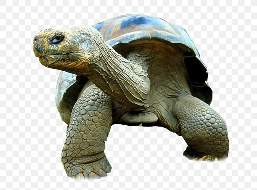 Turtle Galápagos Tortoise Reptile Giant Tortoise Primate, PNG, 710x605px, Turtle, Animal, Black Caiman, Chelonoidis, Common Tortoise Download Free