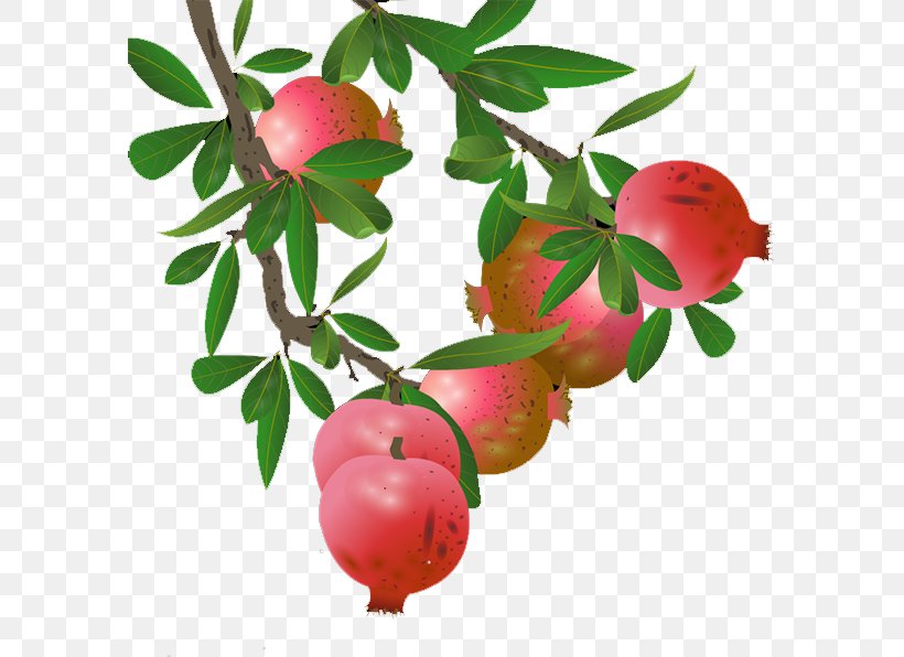 Pomegranate Lingonberry Apple, PNG, 588x596px, Pomegranate, Apple, Branch, Food, Fruit Download Free