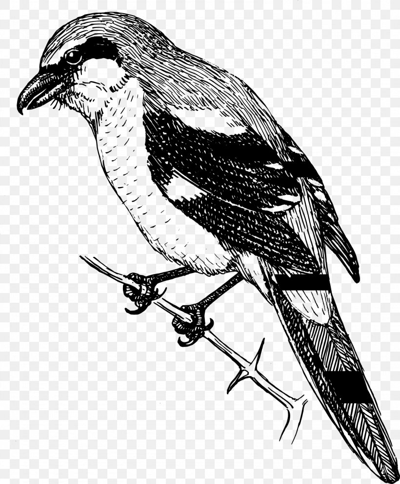 Shrike Clip Art, PNG, 1588x1920px, Shrike, Beak, Bird, Bird Of Prey, Black And White Download Free