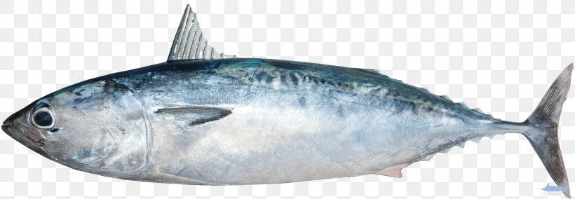 Fish Mackerel Thunnus Frigate Tuna Scombridae, PNG, 3065x1065px, Fish, Ascidians, Atlantic Bonito, Bonito, Bony Fish Download Free